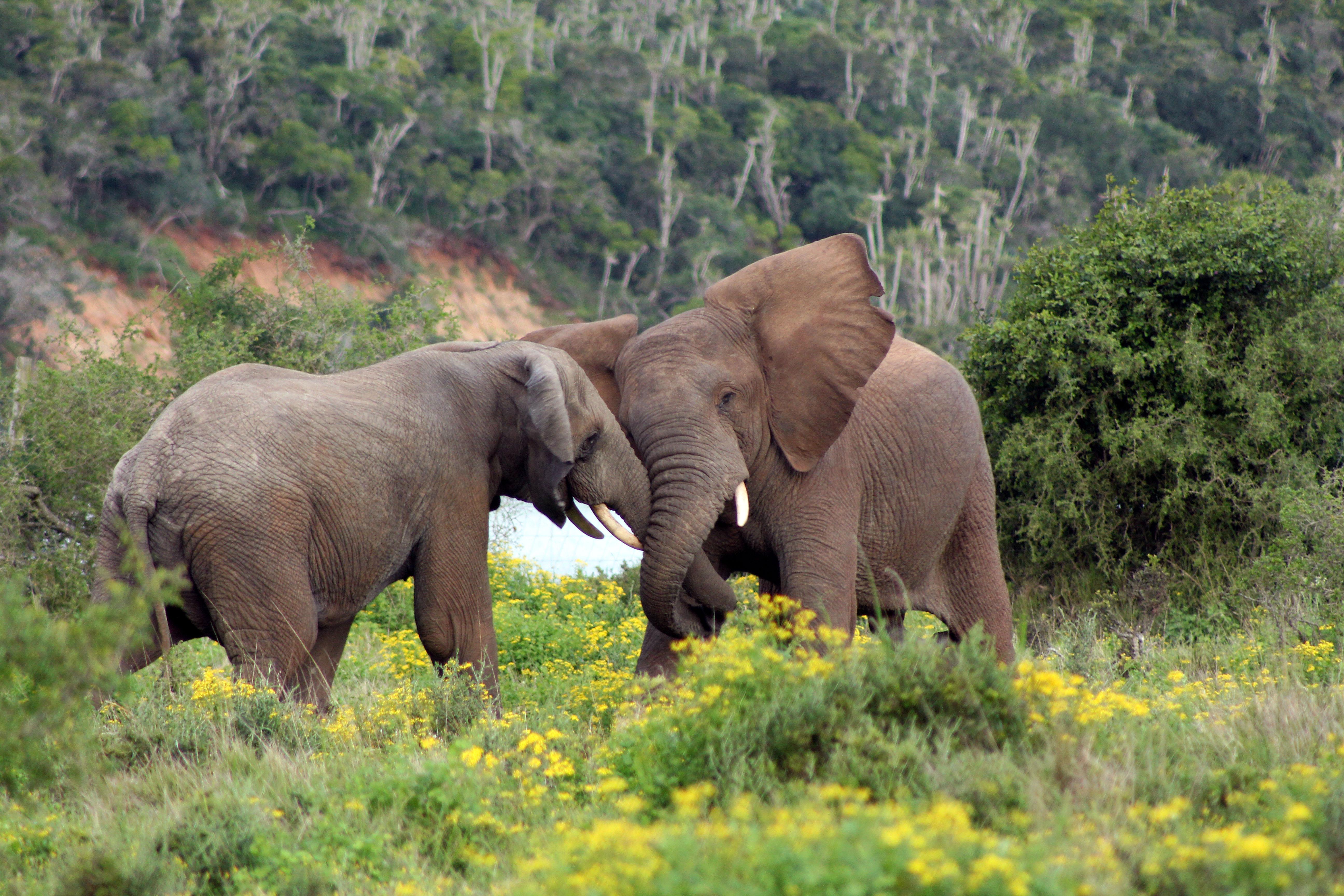 Sibuya Game Reserve And Lodge Kenton on Sea Exteriör bild