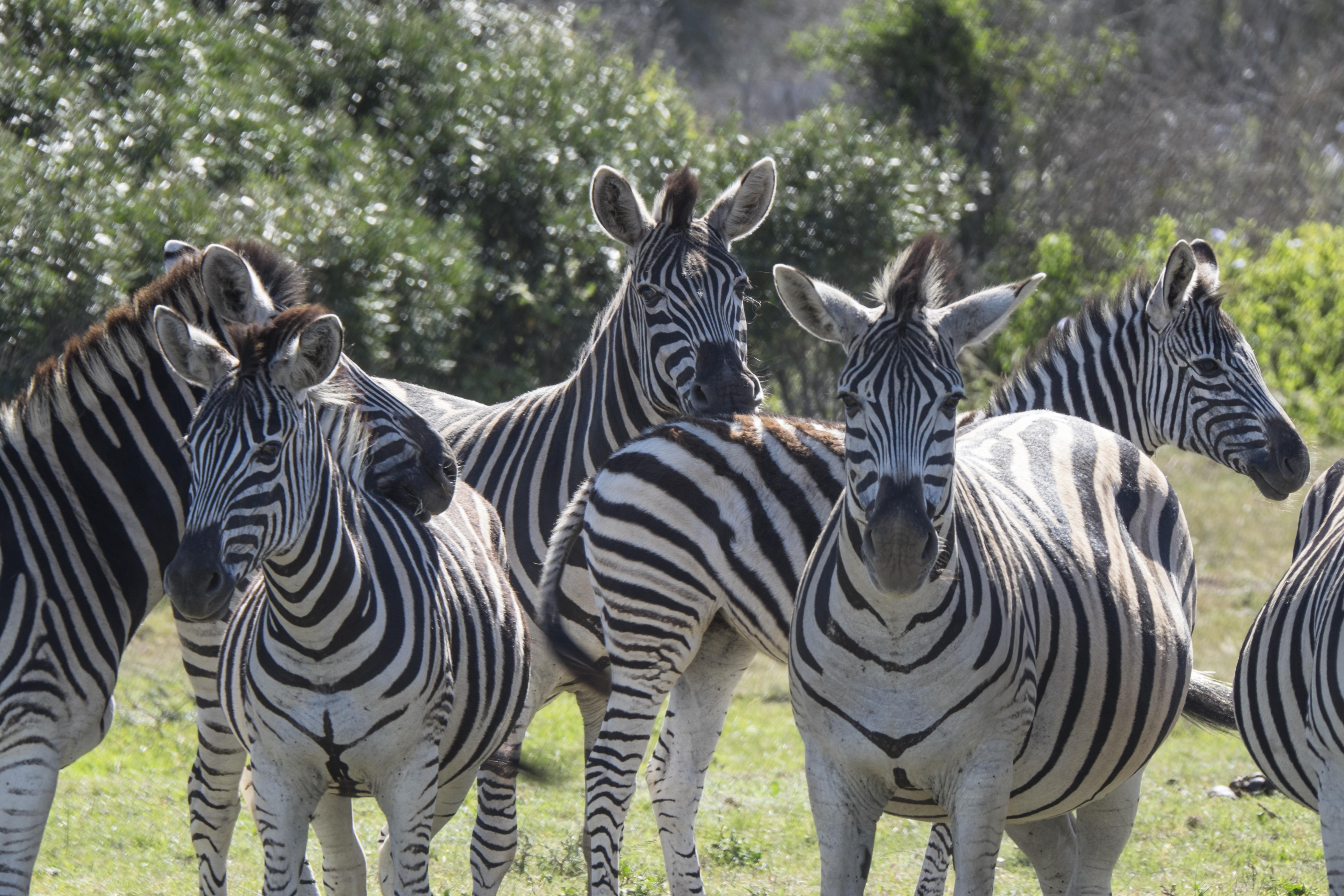 Sibuya Game Reserve And Lodge Kenton on Sea Exteriör bild