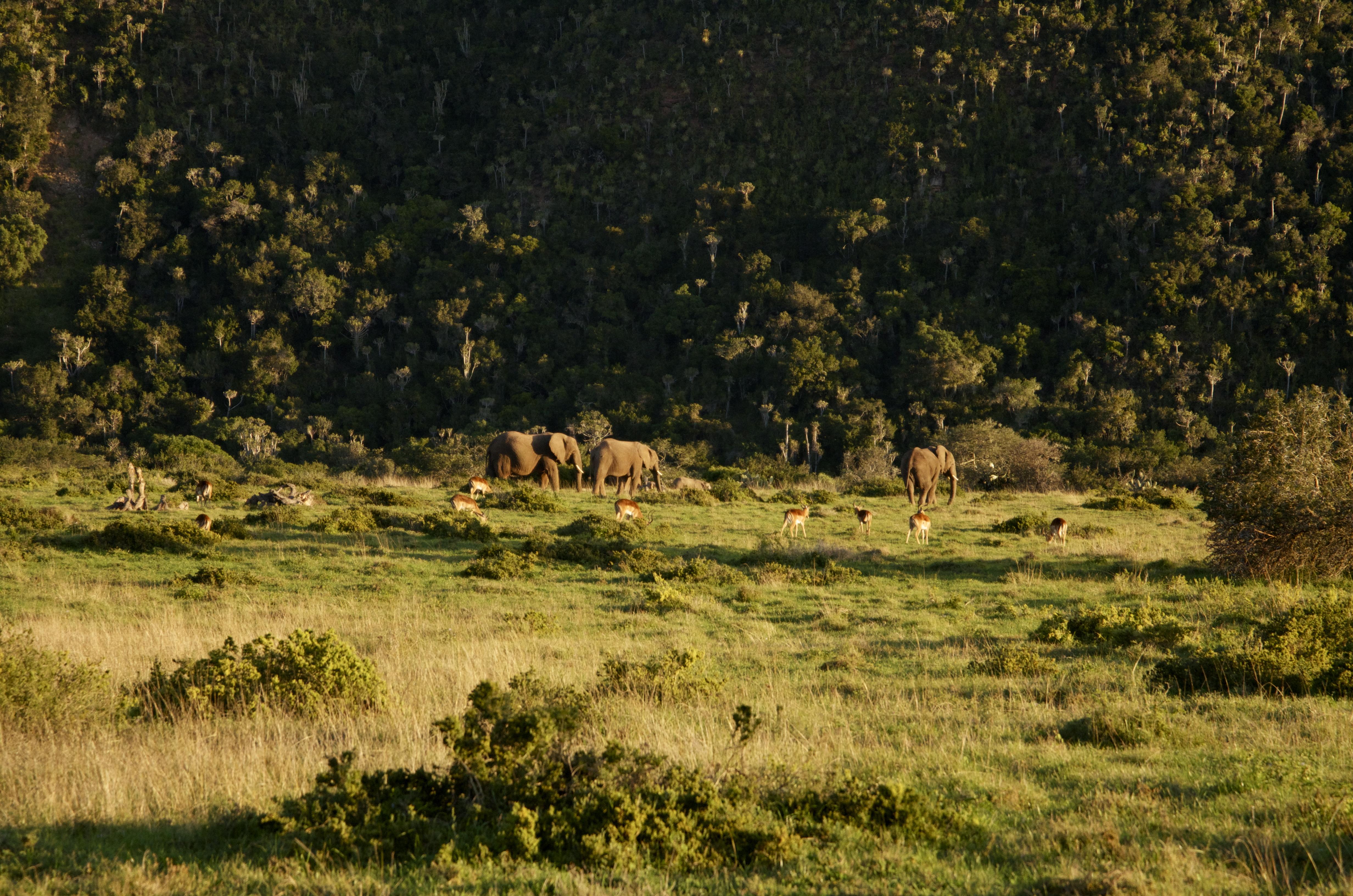 Sibuya Game Reserve And Lodge Kenton on Sea Exteriör bild