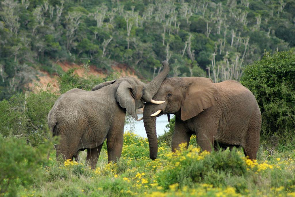 Sibuya Game Reserve And Lodge Kenton on Sea Exteriör bild