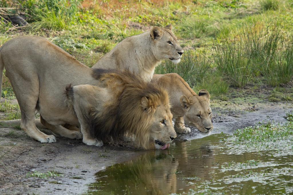 Sibuya Game Reserve And Lodge Kenton on Sea Exteriör bild